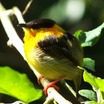 Orange-collared Manakin